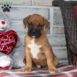 Bronco, Boxer Puppy